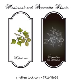 Kukui nut (Aleurites moluccanus), or candlenut, indian walnut, medicinal plant. Hand drawn botanical vector illustration