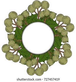 Kukui nut tree (Aleurites moluccana). Nuts, plant, berry, fruit natural organic butter ingredient. Hand drawn ink sketch illustration. Treatment, cosmetics, food ingredient. Isolated. Round frame.