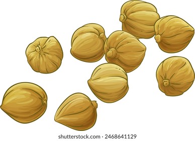 Kukui Nuts Colored Detailed Illustration