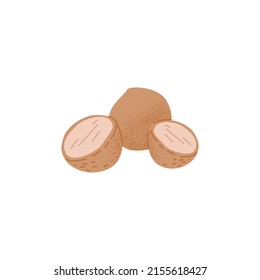 Kukui nuts. Kemiri, candlenuts composition, whole fruit and cut half. Indian walnut. Natural food, snack, round candleberries in shell. Flat vector illustration isolated on white background