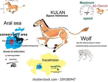 Kulan central asian wild donkey infographic, wildlife, environment protection, isolated on white