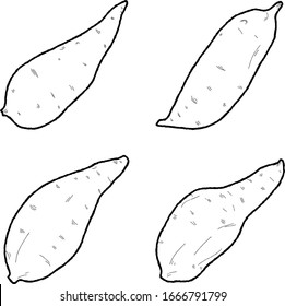 Kumara Vector Illustration Hand Drawn Vegetable Cartoon Art