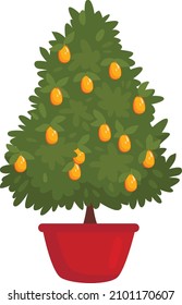 Kumqat tree for Chinese New Year