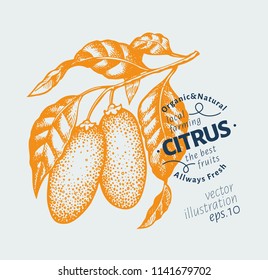Kumquat branch illustration. Hand drawn vector fruit illustration. Engraved style. Retro fortunella citrus illustration.