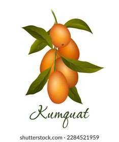 Kumquat branch vector illustration. Isolated kumquats orange fruits and green foliage on white, japonica kinkan golden crown mandarin colour graphics