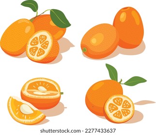 Kumquat citrus fruit with leaf in flat style set