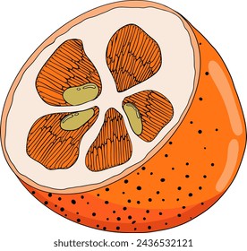 Kumquat, golden mandarin orange citrus fruits. Hand drawn colored elements. Illustration for menu, drinks, package	