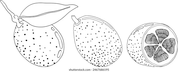 Kumquat, golden mandarin orange citrus fruits. Hand drawn outline elements. Illustration for menu, drinks, package	