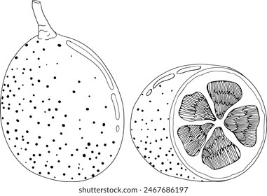 Kumquat, golden mandarin orange citrus fruits. Hand drawn outline elements. Illustration for menu, drinks, package	