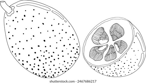 Kumquat, golden mandarin orange citrus fruits. Hand drawn outline elements. Illustration for menu, drinks, package	