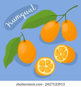 Kumquat. Half, slice and whole of fresh kumquat. Organic fruit, citrus. Kumquats on a branch, leaves.