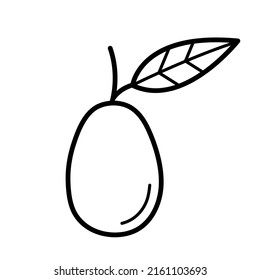 Kumquat. Hand drawn sketch icon of citrus fruit. Isolated vector illustration in doodle line style.