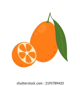 Kumquat isolated on white background. Whole cumquat and half. Fortunella, marumi or morgani kumquat icon. Vector illustration of tropical exotic citrus fruits in flat style.