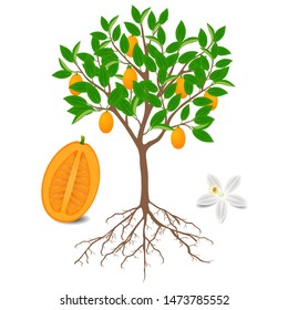 Kumquat Plant With Fruits And Flower On White.