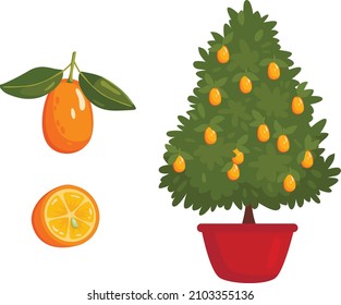 Kumquat Plant With Fruits On White For Chinese New Year