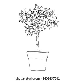 Kumquat. Sketch of a flower in a pot line on a white background. Garden citrus plant. Food