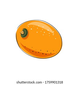 Kumquat vector illustration. Whole and sliced. Colorful sketch collection of tropical fruit isolated on white background. Doodle hand drawn fruit icon.