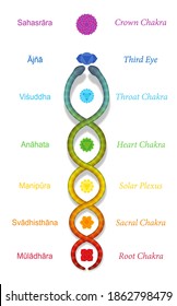 Kundalini serpent or coiled snake ascending along the seven main chakras, with sanskrit names. Symbol for spiritual power and balance, awakening, harmony and relaxation. Vector on white.
