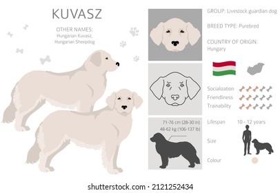 Kuvasz clipart. Different poses, coat colors set.  Vector illustration