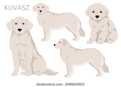 Kuvasz clipart. Different poses, coat colors set.  Vector illustration