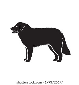 Kuvasz dog - isolated vector illustration