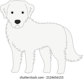 The Kuvasz is a large and powerful dog, traditional Hungarian breed of flock guardian dog. The coat is white or ivory-white; it is thick and coarse, with a soft undercoat.