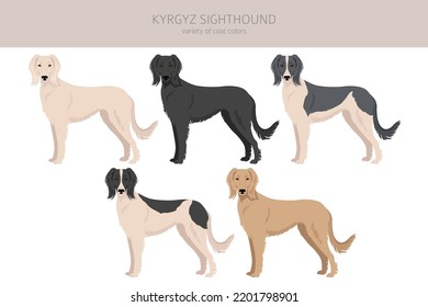 Kyrgyz sighthound clipart. Different coat colors set.  Vector illustration