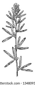 L. Virginica is flower plant. These plants have compound leaves, with the stem covered in small white hairs. The flowers are pink in color, vintage line drawing or engraving illustration.
