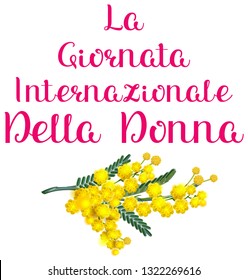 La Giornata internazionale della donna italia holiday yellow acacia mimosa. Womens day text translation from Italian. Isolated on white vector illustration greeting card