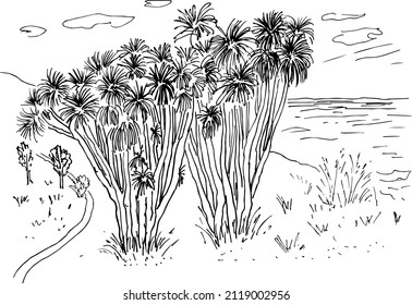 la Palma. Tenerife sketch tropical landscape with dragon trees  .vector illustration .Canaries beach doodle