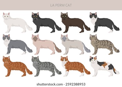 La Perm Cat clipart. All coat colors set.  All cat breeds characteristics infographic. Vector illustration