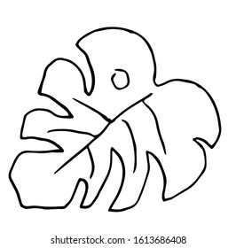 lA single exotic tropical leaf is isolated. Monstera leaf line art. Doodle style. Minimalism. Modern decor. Vector.