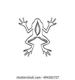 Lab frog icon in doodle sketch lines. School experiment biology lesson study