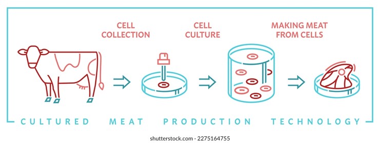 Infografía de carne cultivada en laboratorio. Producción de carne de vacuno cultivada en células. Producto artificial. Nueva forma de nutrición. Ilustración vectorial en el estilo de contorno aislado en un fondo blanco.