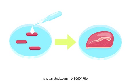 Lab grown meat vector concept. Petri dish with cell culture that became beef steak, in vitro meat infographic.Illustration of Future food technologies