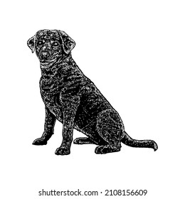 labahoula dog breed hand drawing vector illustration isolated on white background