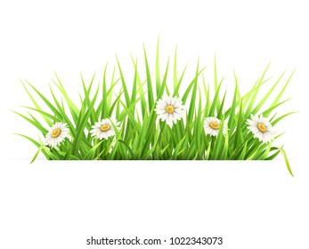 Label with green grass and daisies. White paper banner. Template for spring seasonal card.