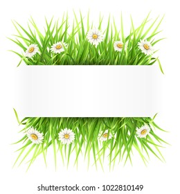 Label with green grass and daisies. White paper banner. Template for spring seasonal card.