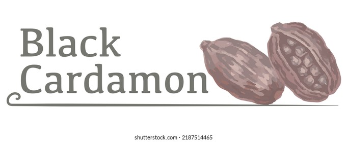 Label And Icon Of Black Cardamon. Watercolor. Vector Illustration.	