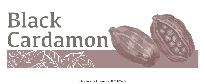 Label And Icon Of Black Cardamon. Watercolor. Vector Illustration.	