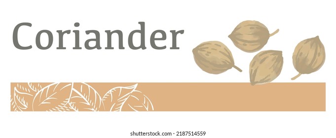 Label And Icon Of Coriander. Watercolor. Vector Illustration.	