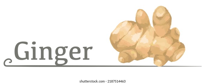 Label and icon of ginger. Watercolor. Vector illustration.	