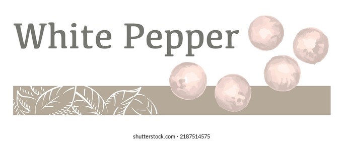 Label and icon of white pepper. Watercolor. Vector illustration.	