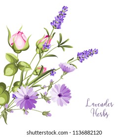 Label with lavender. Bunch of lavender flowers on a white background. Botanical illustration in vintage style with sign Lavender herbs.