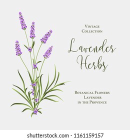 Label with lavender bush. Bunch of summer flowers on a white background. Botanical illustration in vintage style. Text lavender herbs in the right side. Vector illustration.