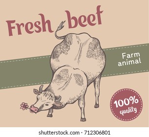 Label of retro style. Cute cow is eating flower, vector illustration. Front view. Sketch style.