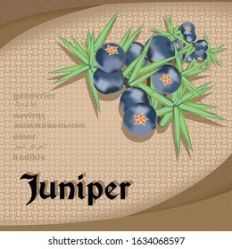 Label sticker with seasoning juniper vector image vintage style