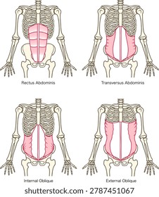 Labeled Anatomical Diagram of Human Abdominal Muscles and Core Musculature