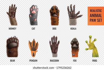Labeled animal paws of different wild and domestic animals and amphibia realistic set isolated on transparent background vector illustration svg