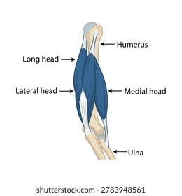 Labeled arm anatomy showing